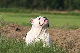 BULLDOG ANGLAIS 162